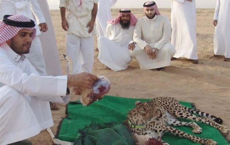 أشهر 10 حيوانات يحب السعوديون صيدها